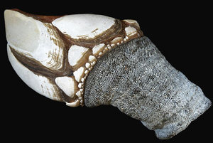 barnacle